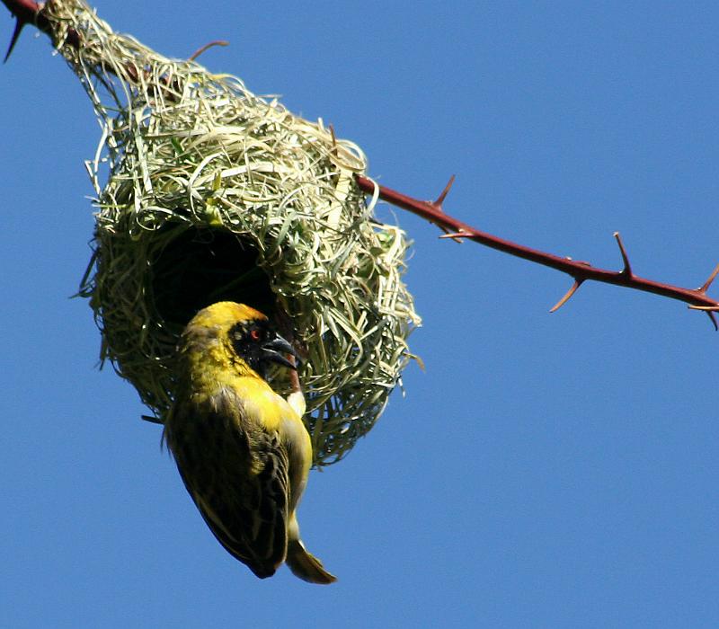 vinkie maandag frieda 219.jpg - Swartkeelvink besig met nes bou...